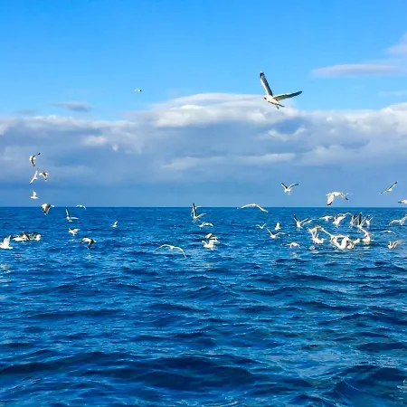 Seaside View Lofoten 아파트 발스타드